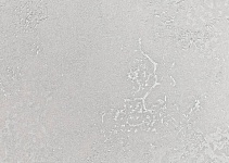 R229101 Обои Grandeco (1*6) 10,05х1,06 винил на флизелине
